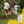 Load image into Gallery viewer, SOLAR DRIED BANANA REGENERATIVE ORGANIC CERTIFIED® 6 oz - 6 pack (10% discount)