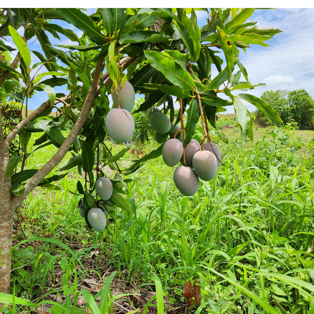 Dried Mango Origin Story – Sol Simple LLC